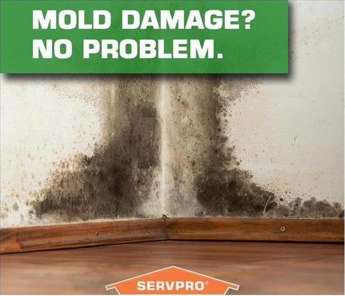 Here to Help - image of mold on wall